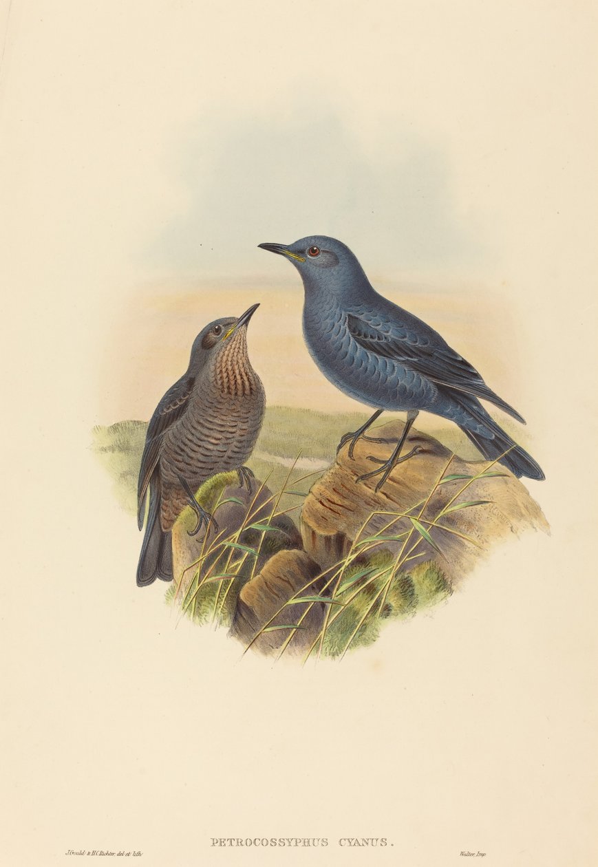 Petrocossyphus cyanus (Azul Rockthrush) de John Gould and H.C. Richter