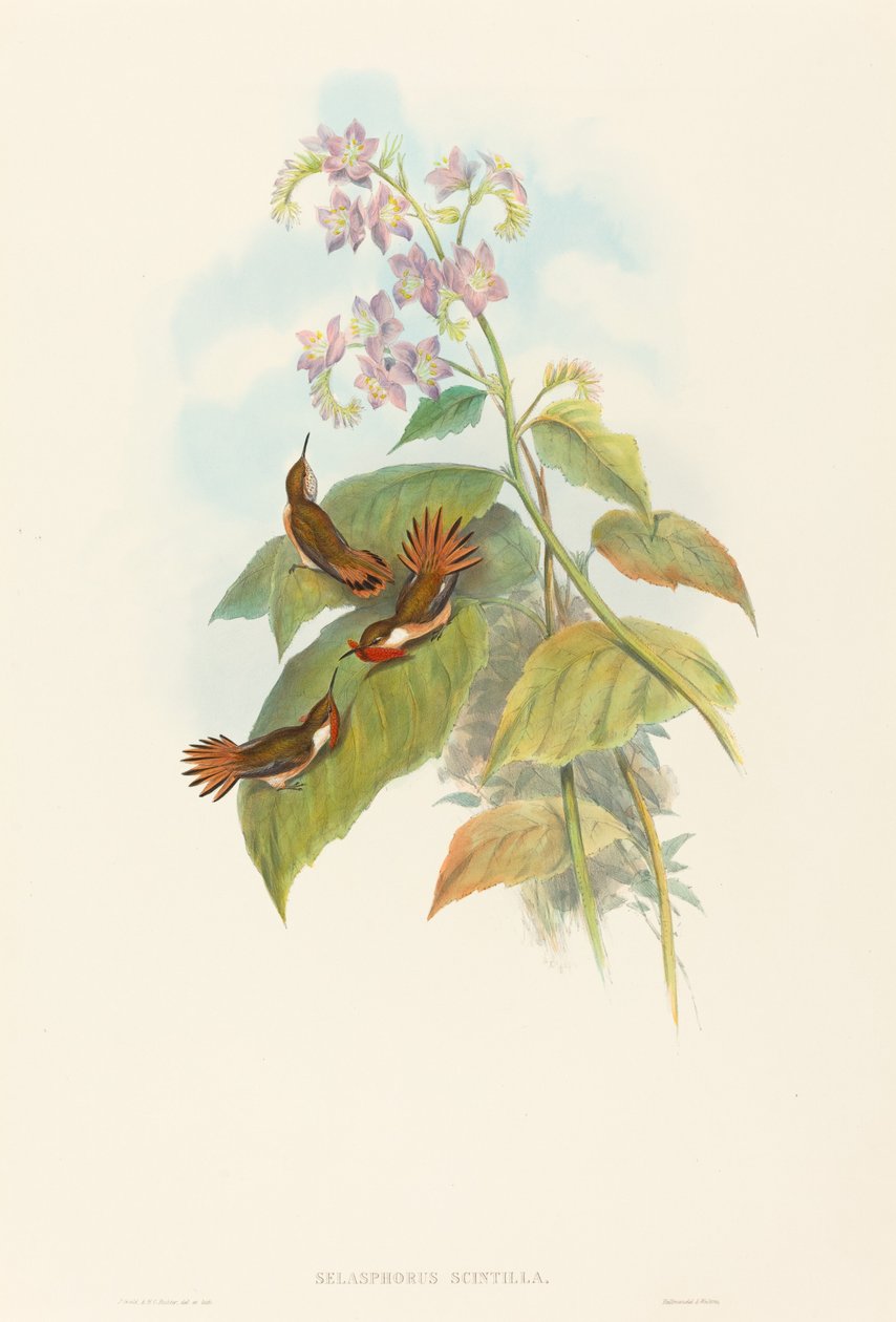Faísca Selashorus (Sparkle Hummingbird) de John Gould and H.C. Richter