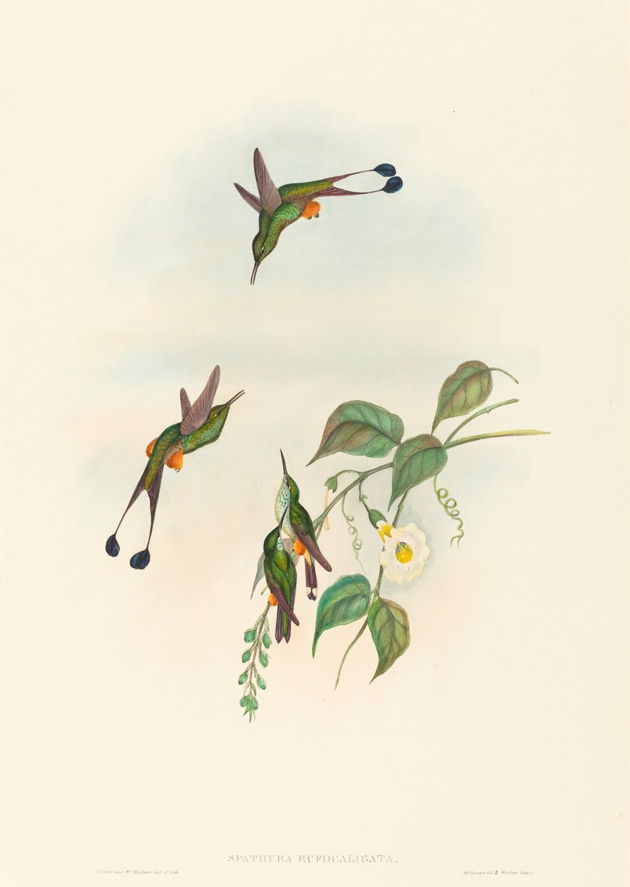 Spathura rufocaligata (Racket-Tail de bota vermelha) de John Gould and H.C. Richter