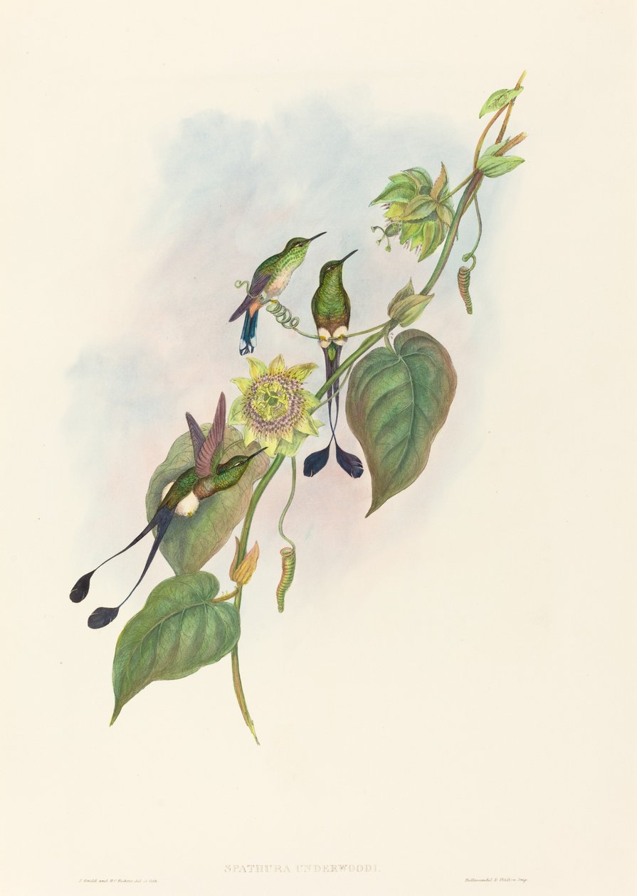 Spathura underwoodi (Raquete-cauda-de-pés-brancos) de John Gould and H.C. Richter