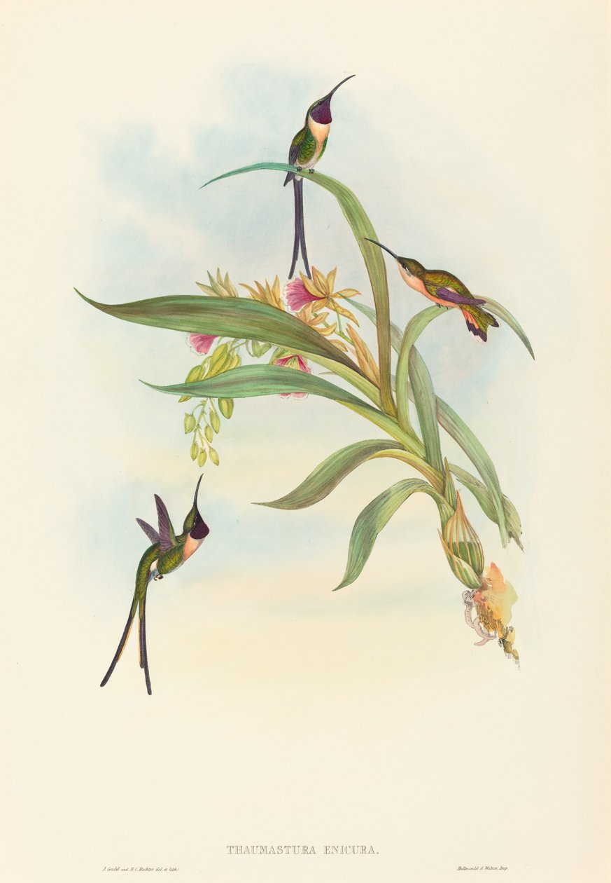 Tharmastura enicura (cauda de cisalhamento esbelta) de John Gould and H.C. Richter