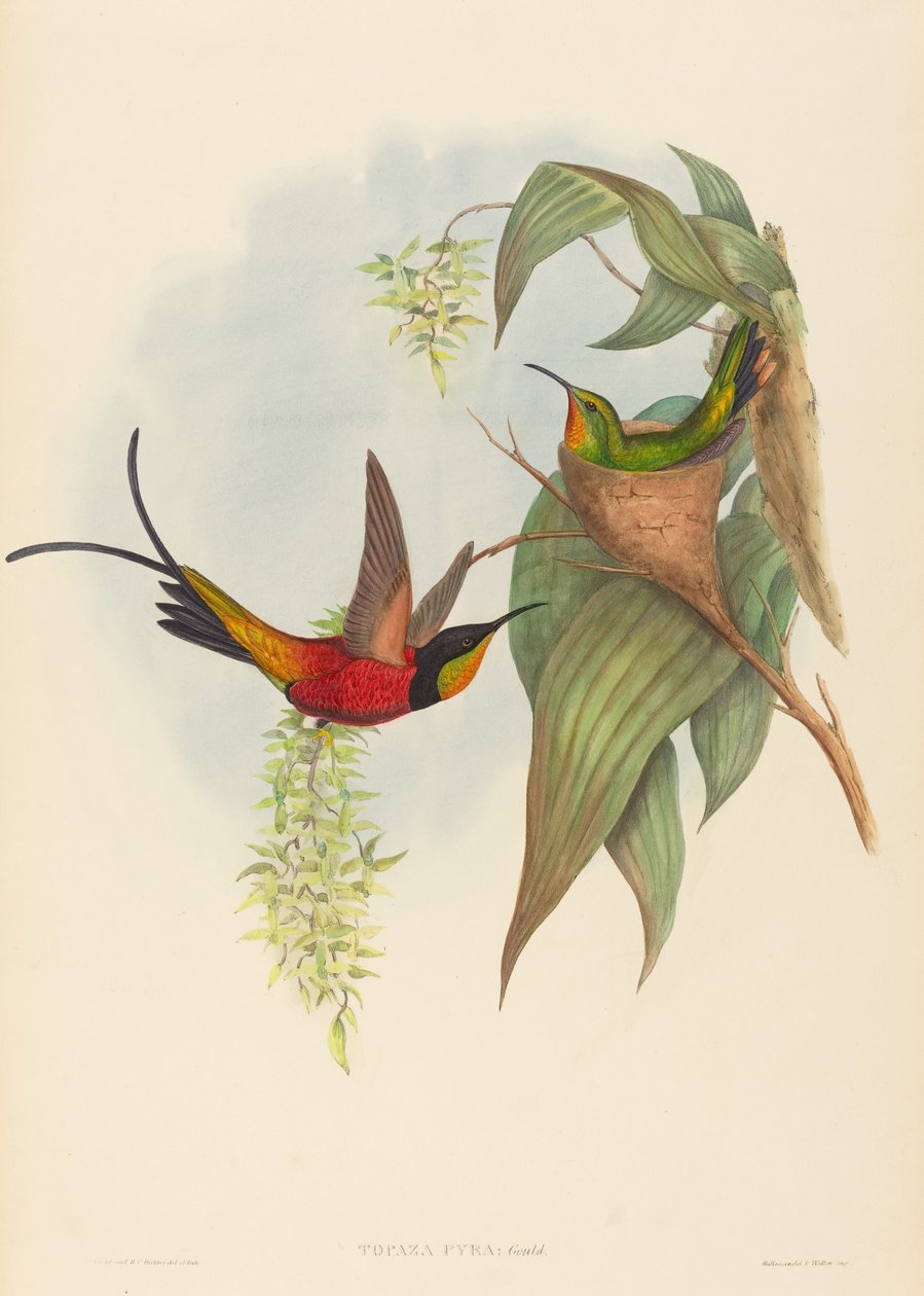 Topázio pira (Topázio Fada) de John Gould and H.C. Richter