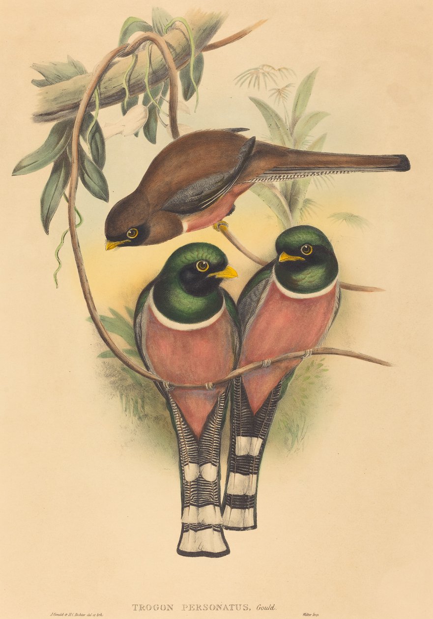 Trogan mascarado de John Gould and H.C. Richter