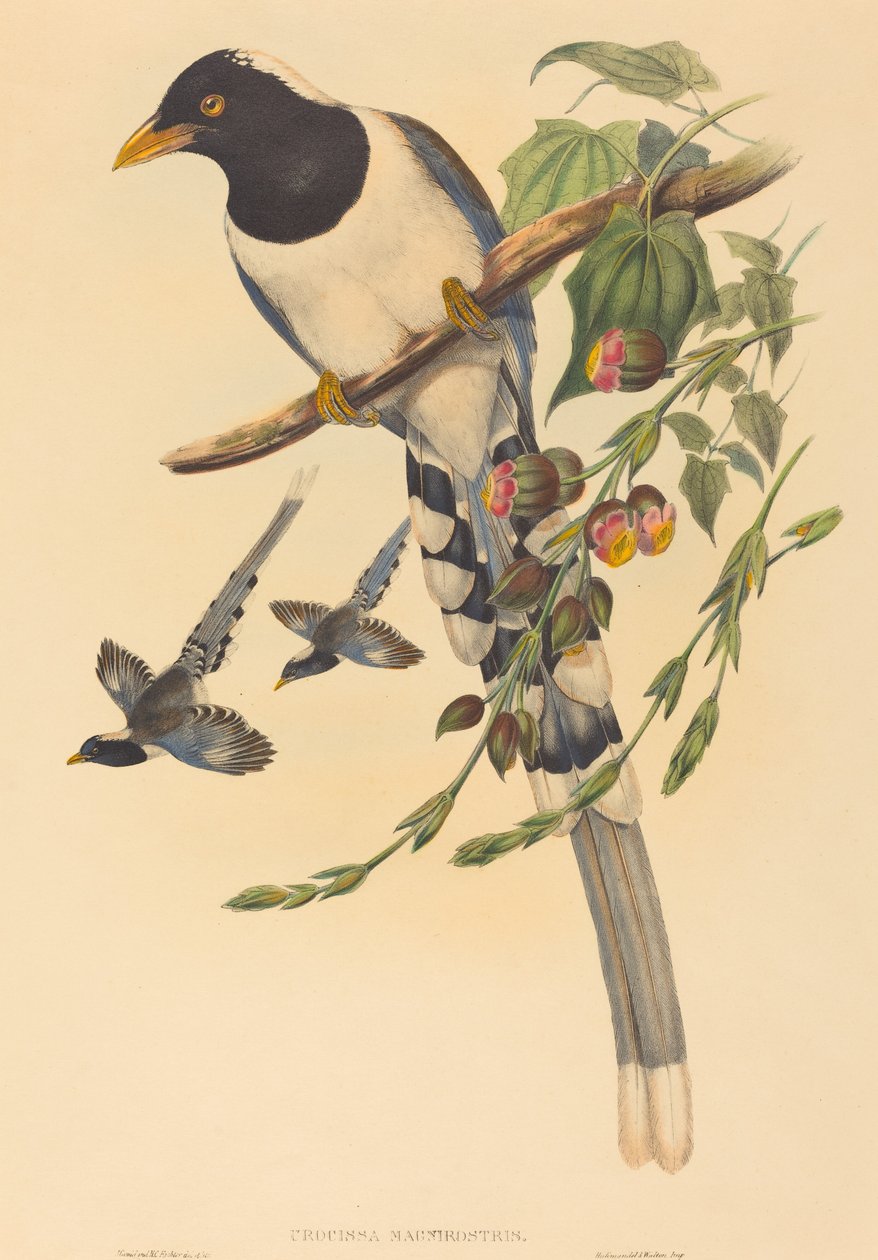 Urocissa magnirostris de John Gould and H.C. Richter
