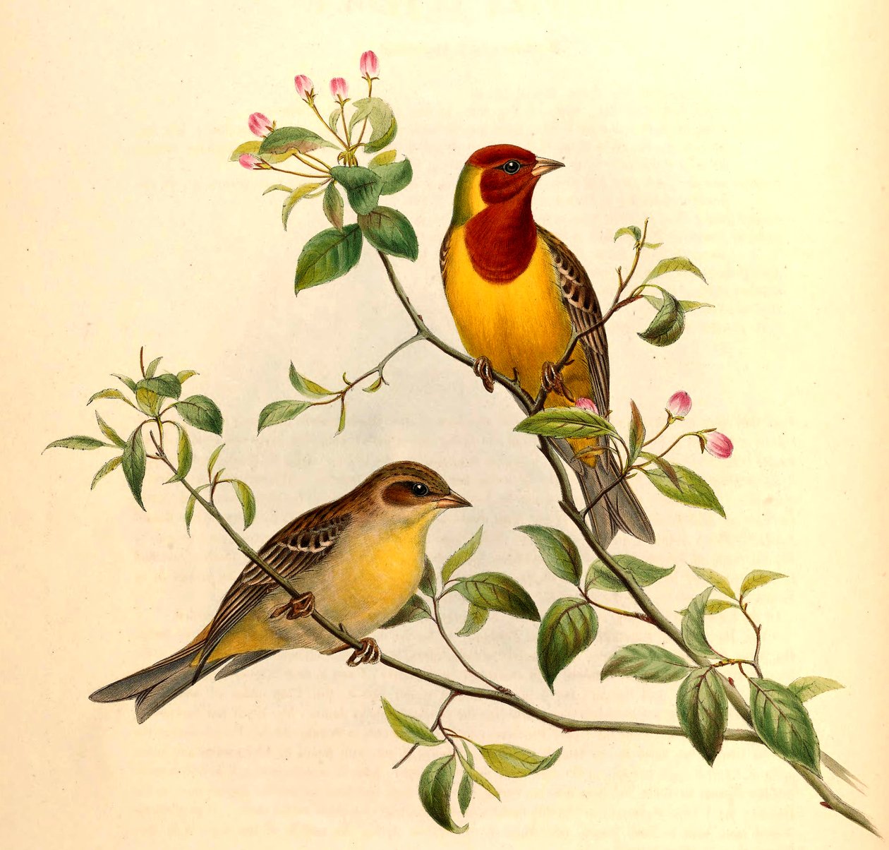 Emberiza bruniceps Brandt de John Gould and Henry C. Richter