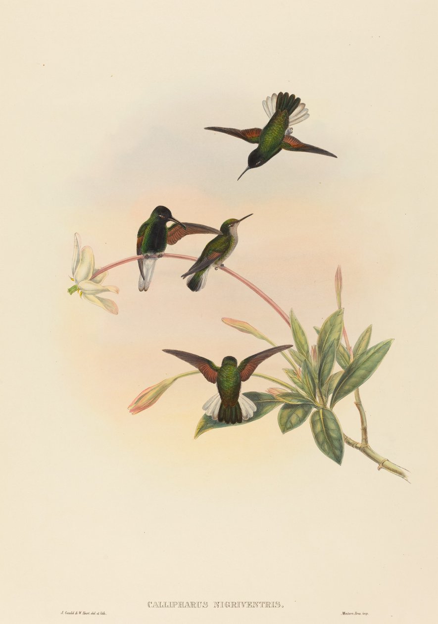 Callipharus nigriventris (Beija-flor-de-barriga-preta) de John Gould and W. Hart