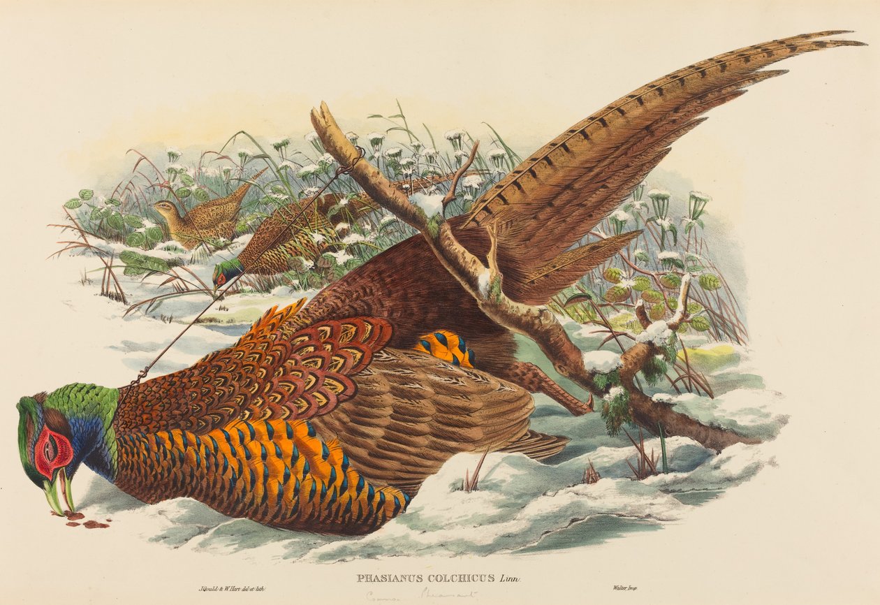 Phasianus colchicus (Faisão de pescoço anelado) de John Gould and W. Hart
