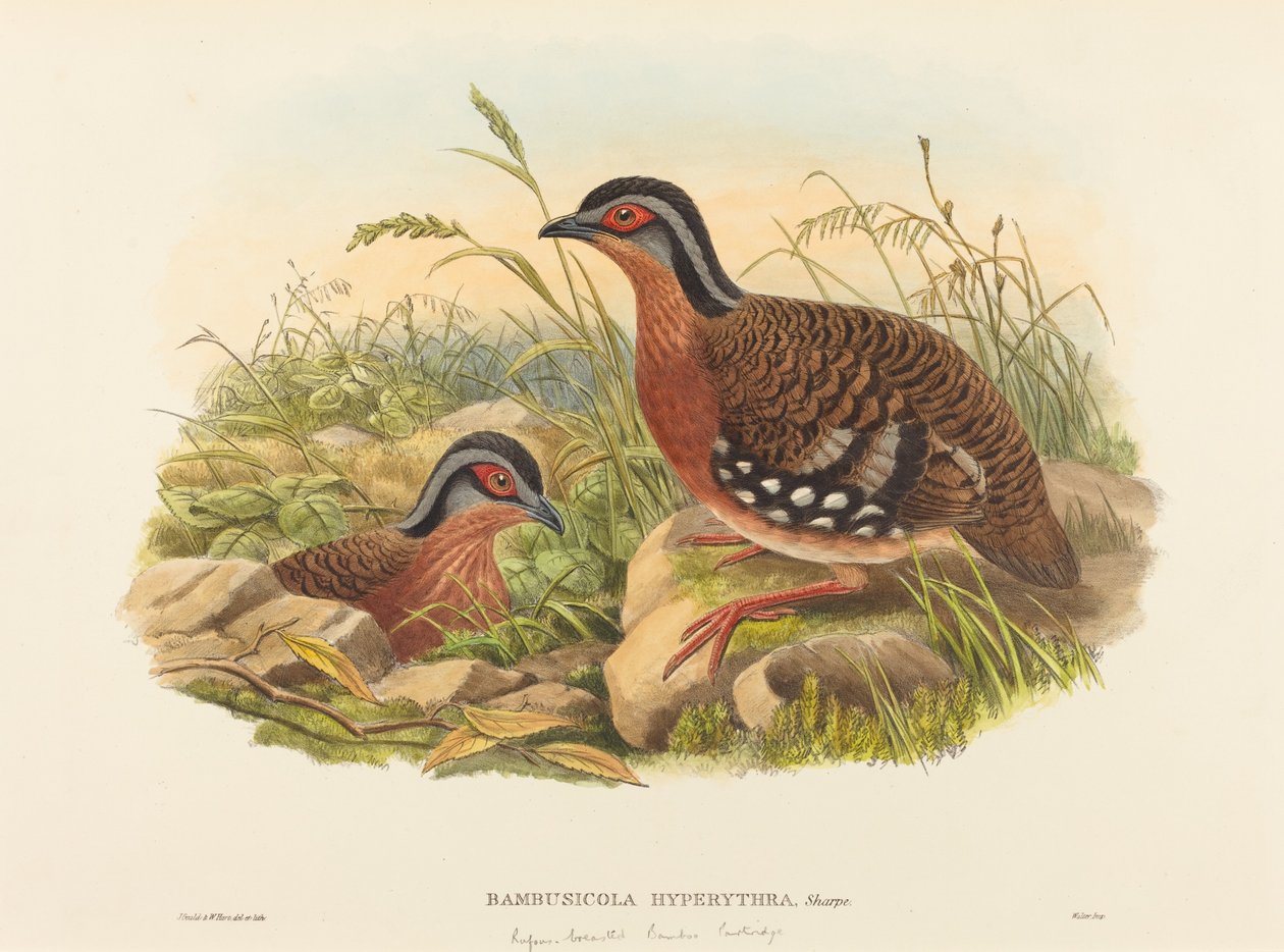 Perdiz-de-peito-ruivo (Bambusicola Hyperythra) de John Gould and W. Hart