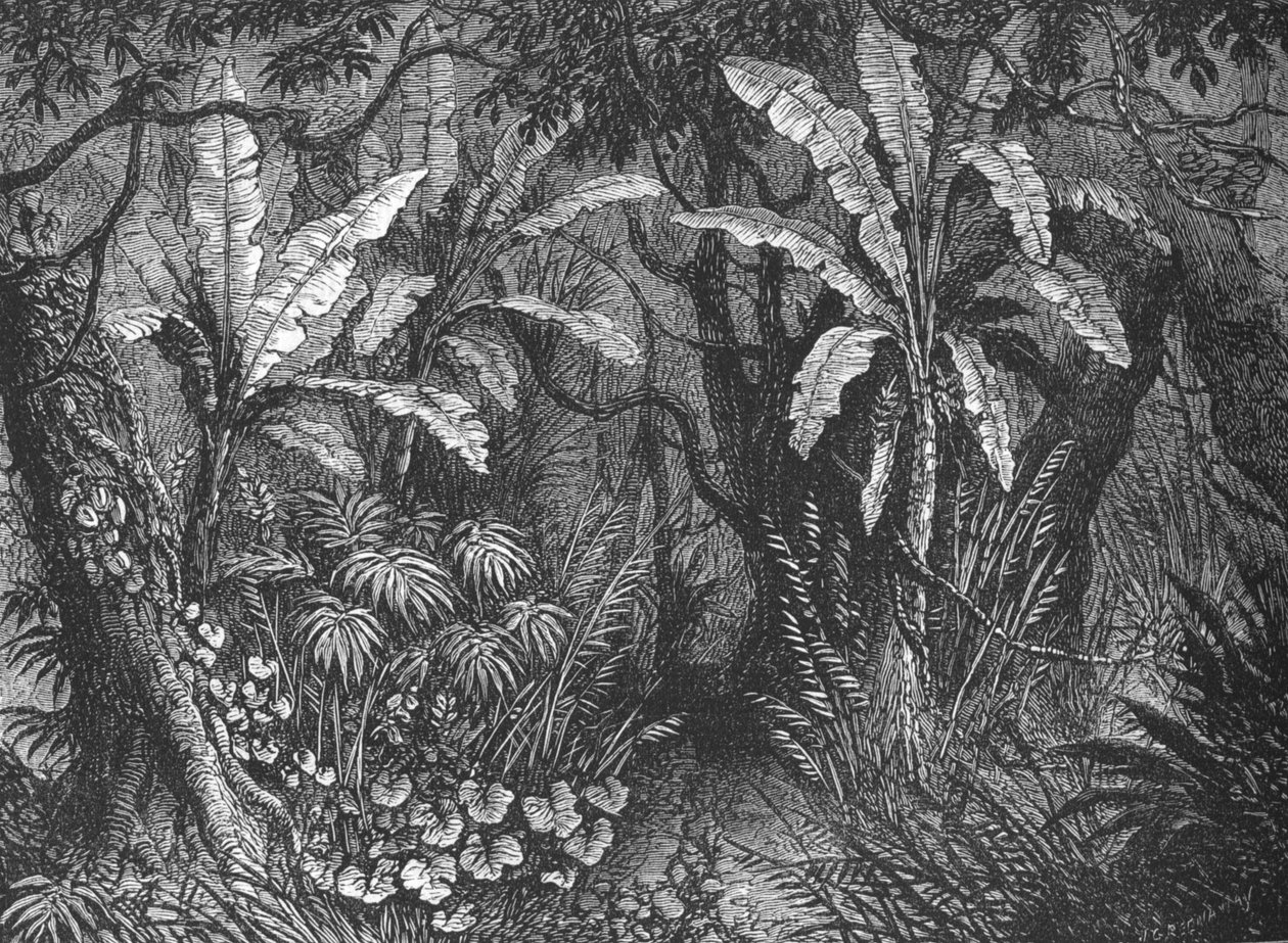 No mato, c1880 de John Greenaway