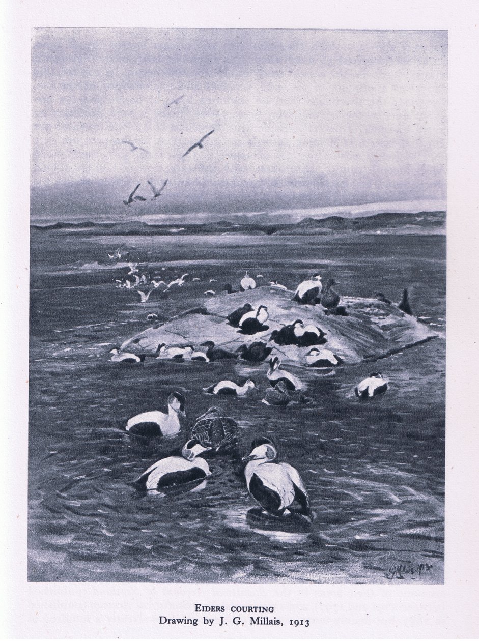 Eiders cortejando, Nature in Britain publicado por Collins, 1946 de John Guille Millais