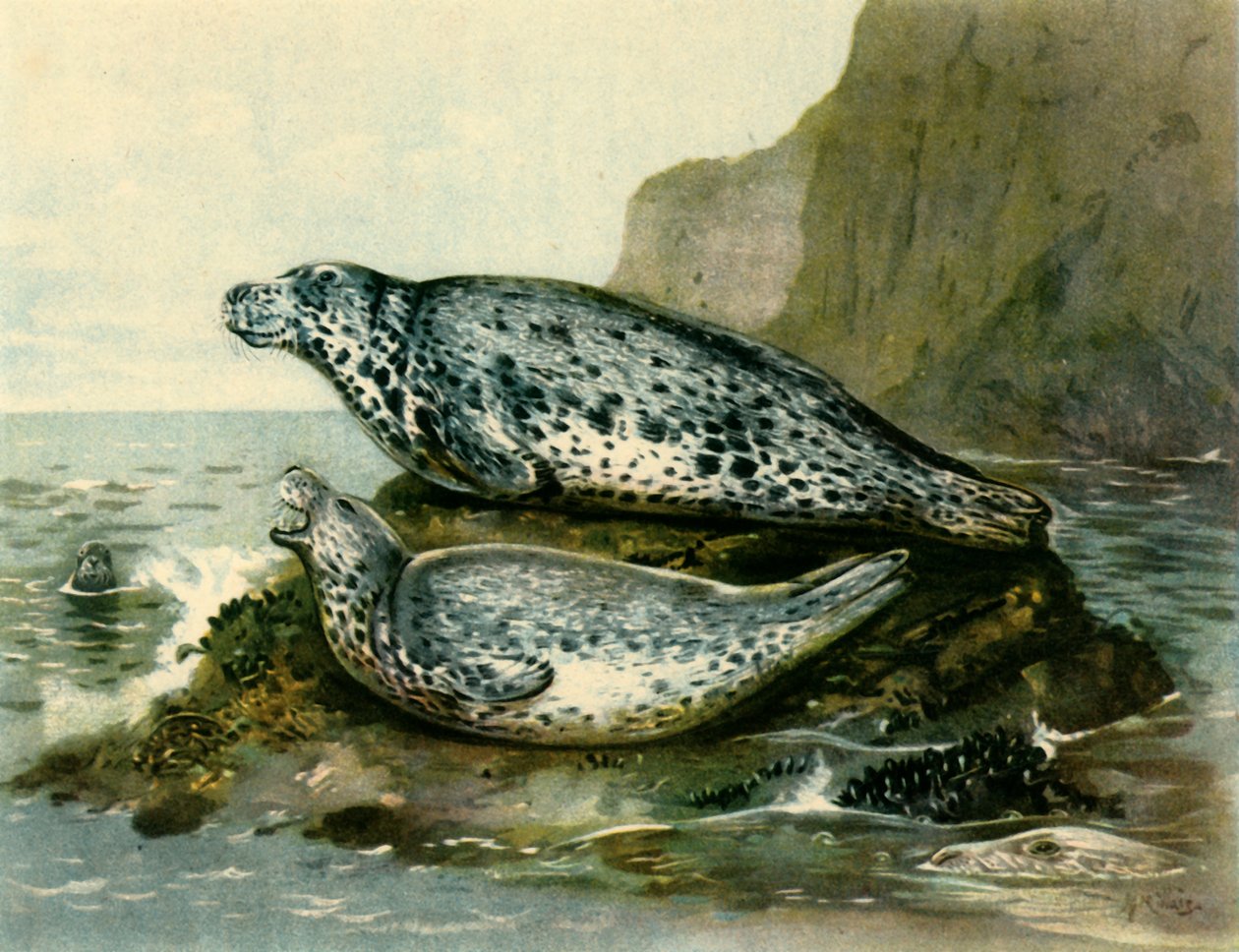 "Grey Seal", c1905, 1943. de John Guille Millais