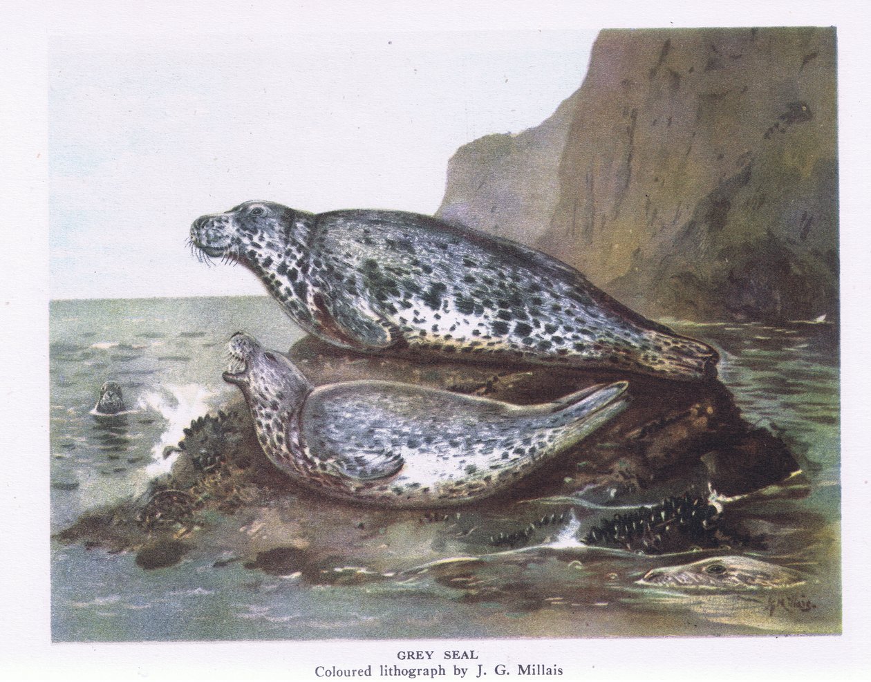Grey Seals, Nature in Britain publicado por Collins, 1946 de John Guille Millais