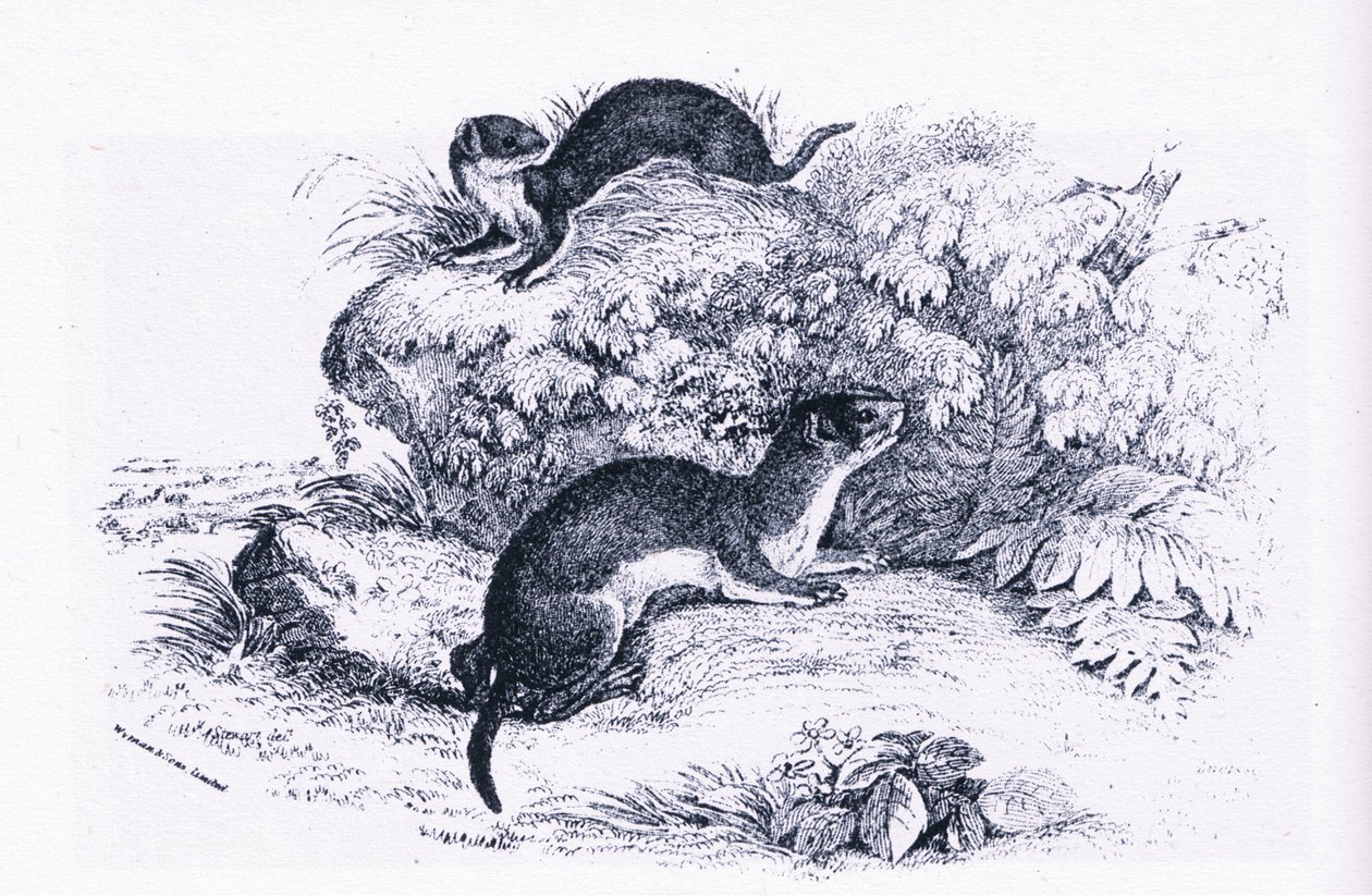 Estudos sobre Texugos, a Natureza na Grã-Bretanha publicados pela Collins de John Guille Millais