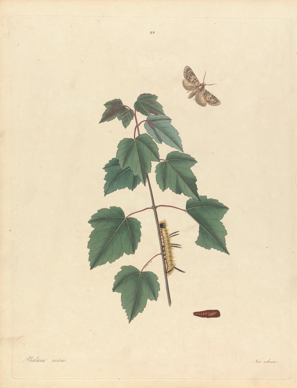 Phalaena Aceris. Acer Rubrum (Grey Maple Moth, Red Maple), Placa 93 de James Edward Smith, the 
