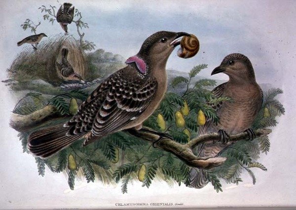 Chlamydera Orientalis (cor litho) de John and Hart William Gould