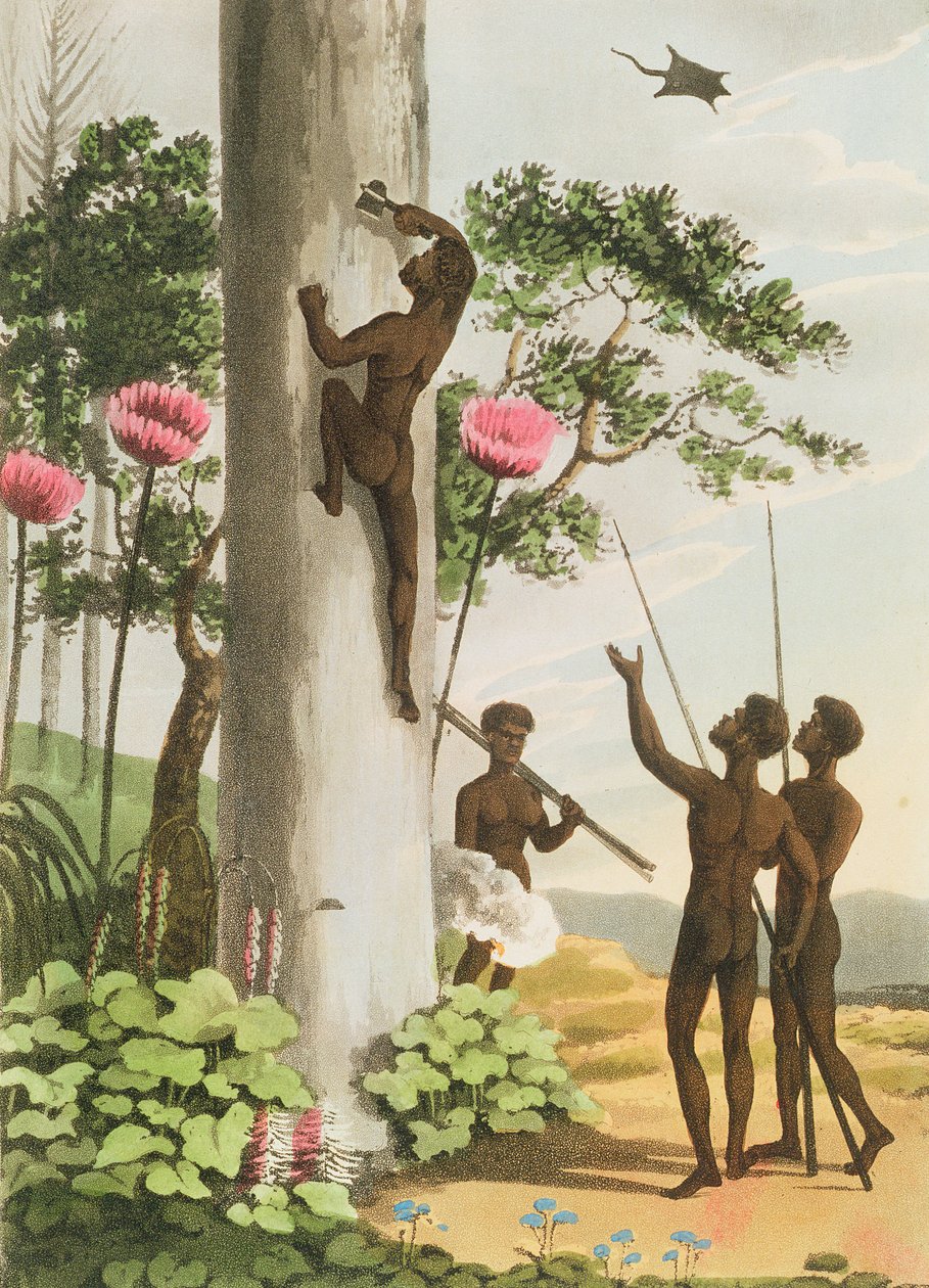 Árvores de escalada, aborígene em Novo Gales do Sul gravado pelo bar de Matthew Dubourg (fl.1813-1820). 1813 de John Heaviside Clark