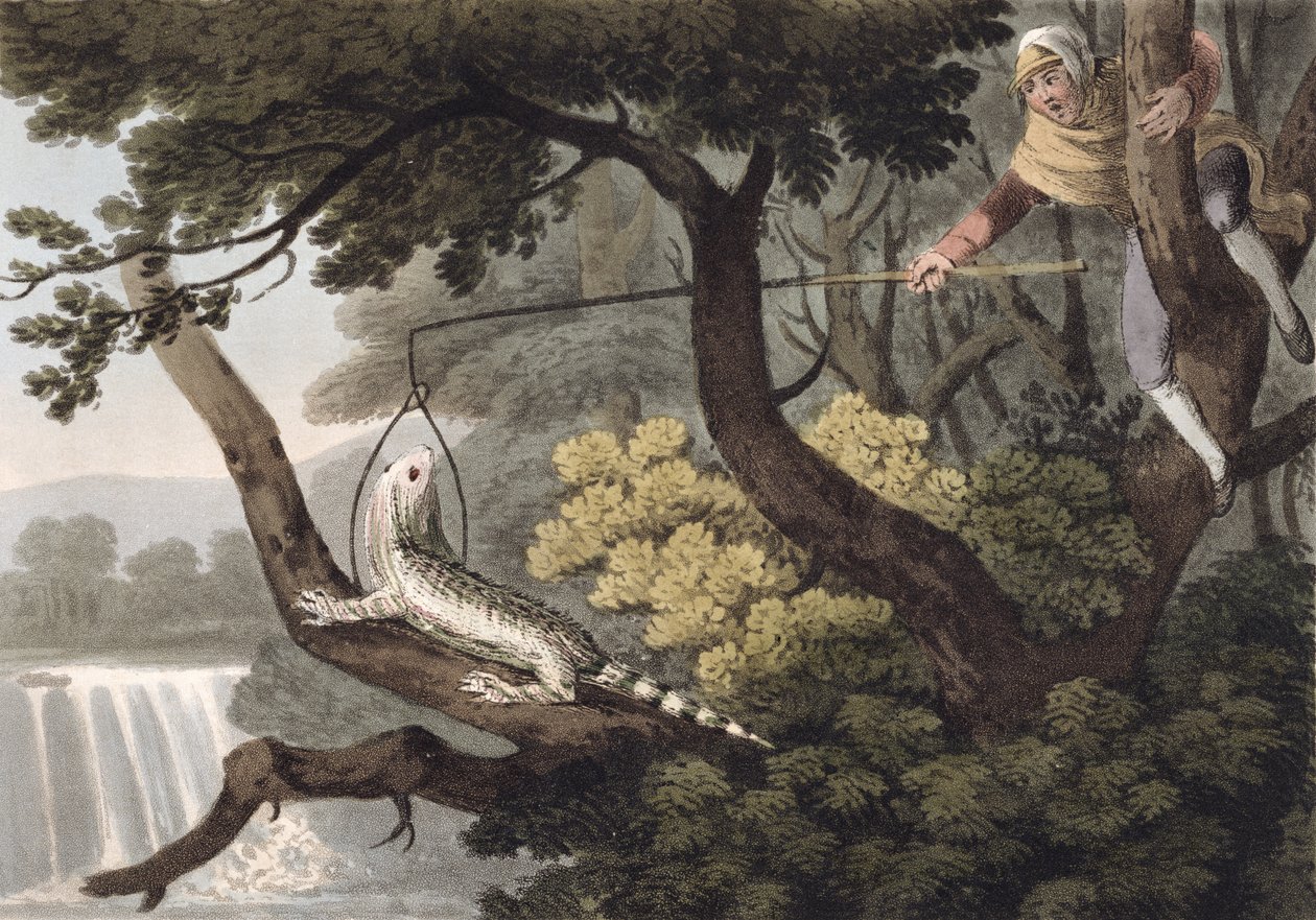 Apanhador de lagarto mexicano, gravado por Matthew Dubourg (fl.1785-1820), publicado por Edward Orme, 1813 de John Heaviside Clark