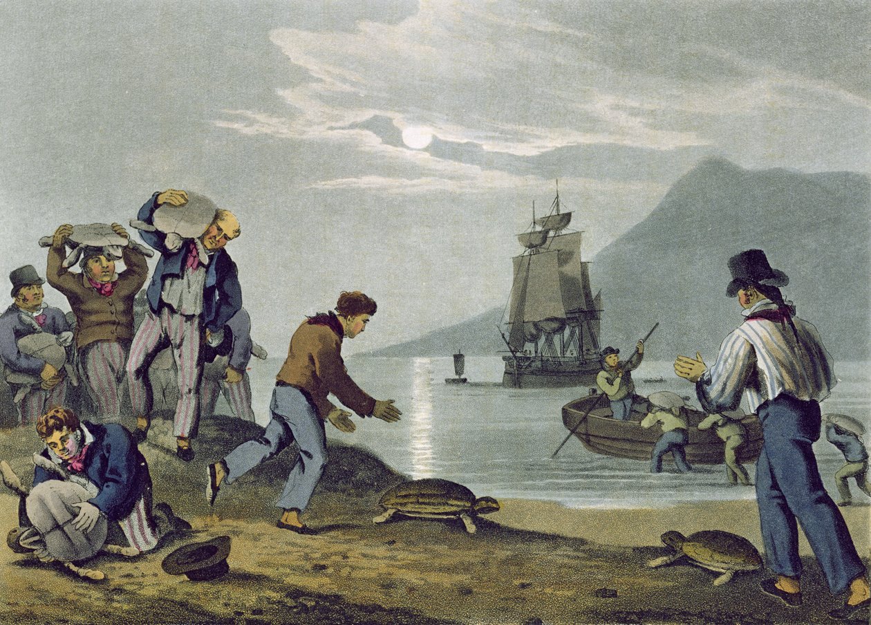 Tartaruga pegando na terra, gravada por Matthew Dubourg (fl.1785-1820), publicado por Edward Orme, 1813 de John Heaviside Clark