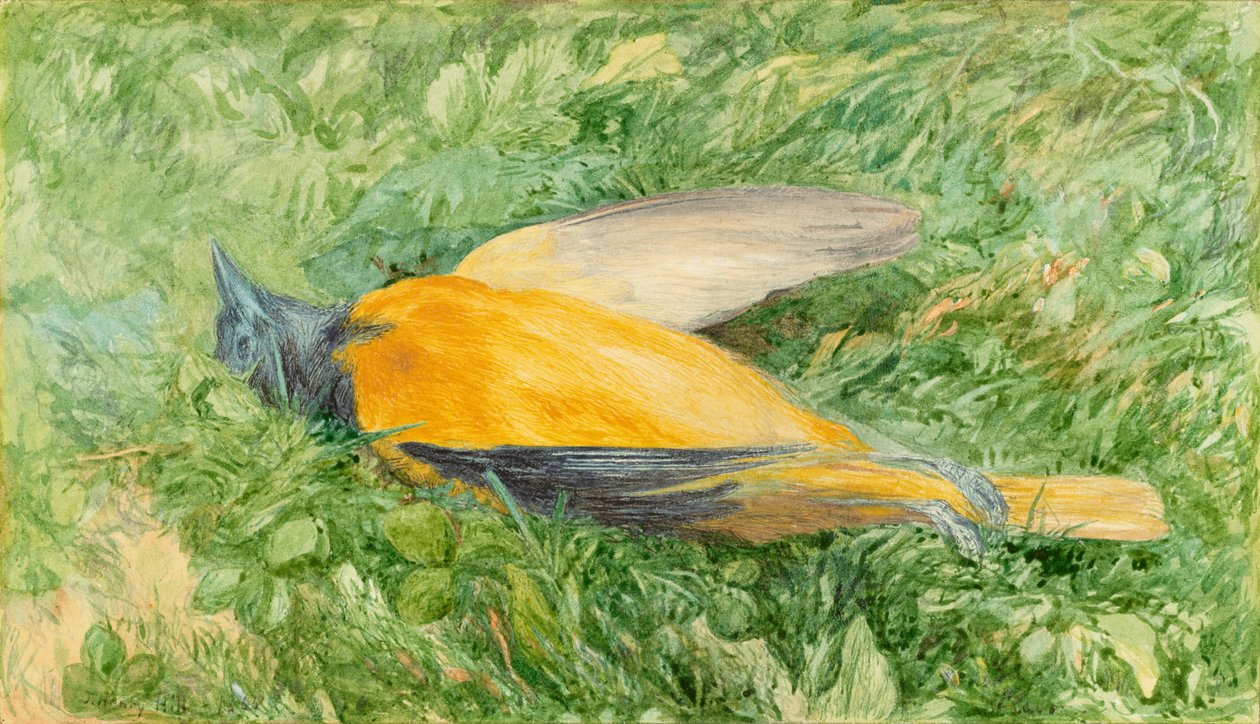 Robin Dourado (Oriole do Norte) de John Henry Hill