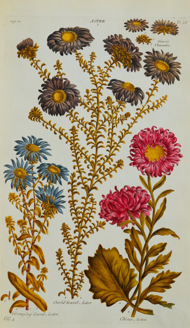 Aster, 1759-73 de John Hill