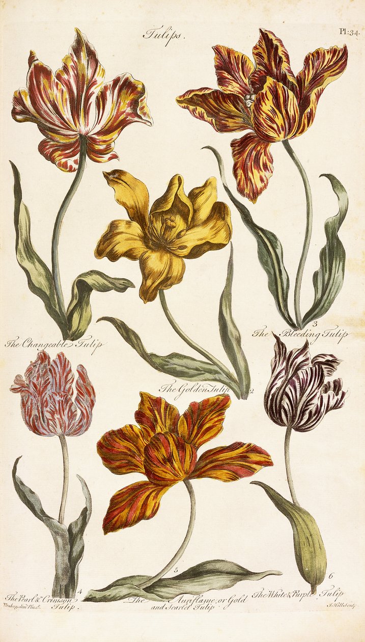 Tulipas, 1842 de John Hill