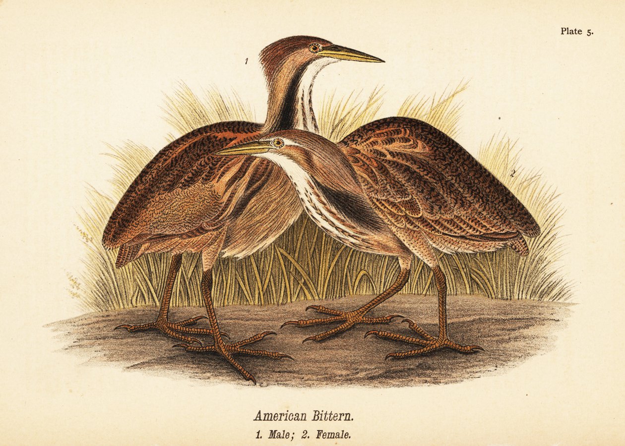 Amargor americano, Botaurus lentiginosus, macho 1, fêmea 2 de John James (after) Audubon