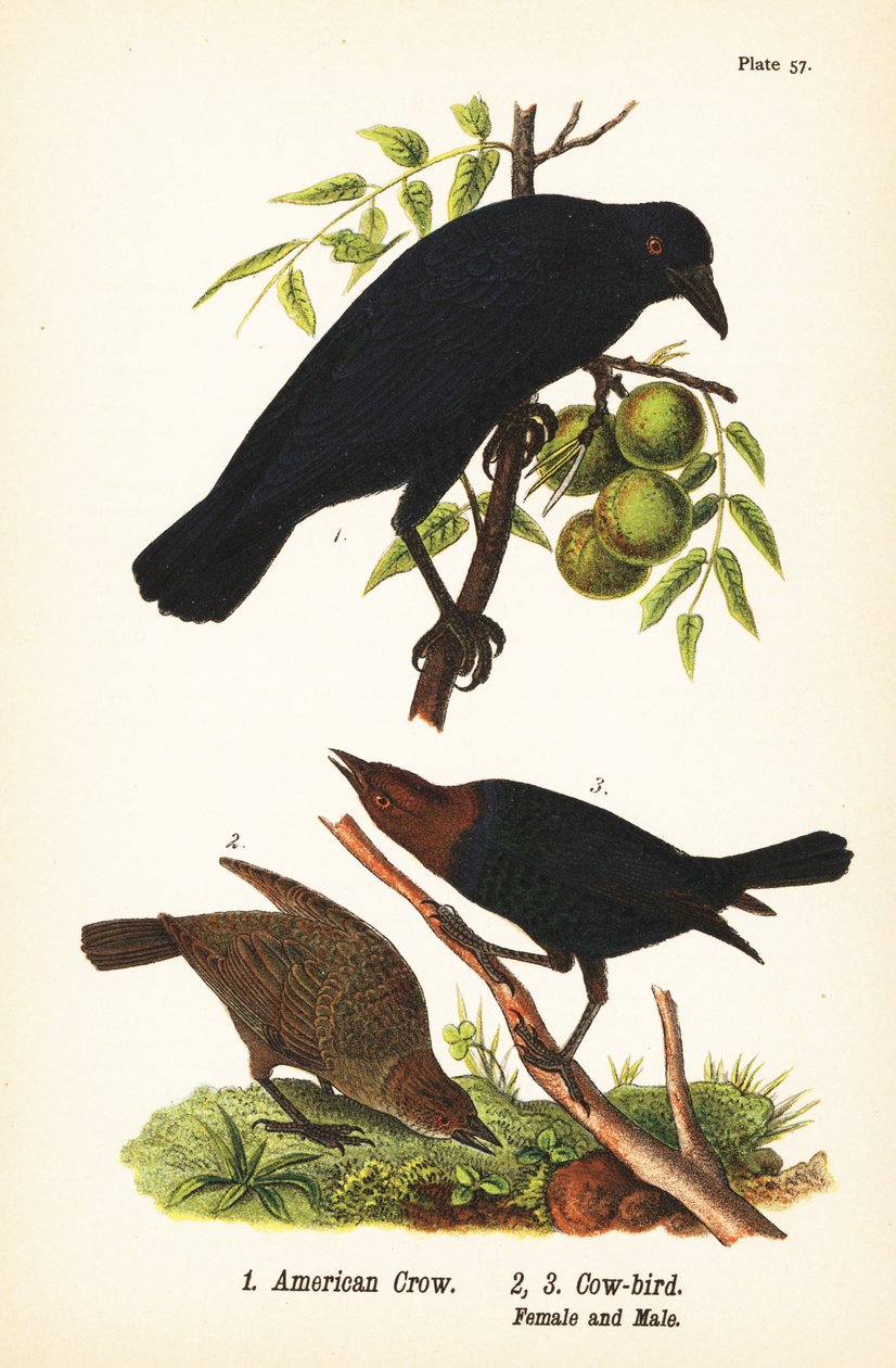 Corvo Americano, Corvus brachyrhynchos 1, e Pássaro de cabeça castanha, Molothrus ater, fêmea 2, e macho 3 de John James (after) Audubon