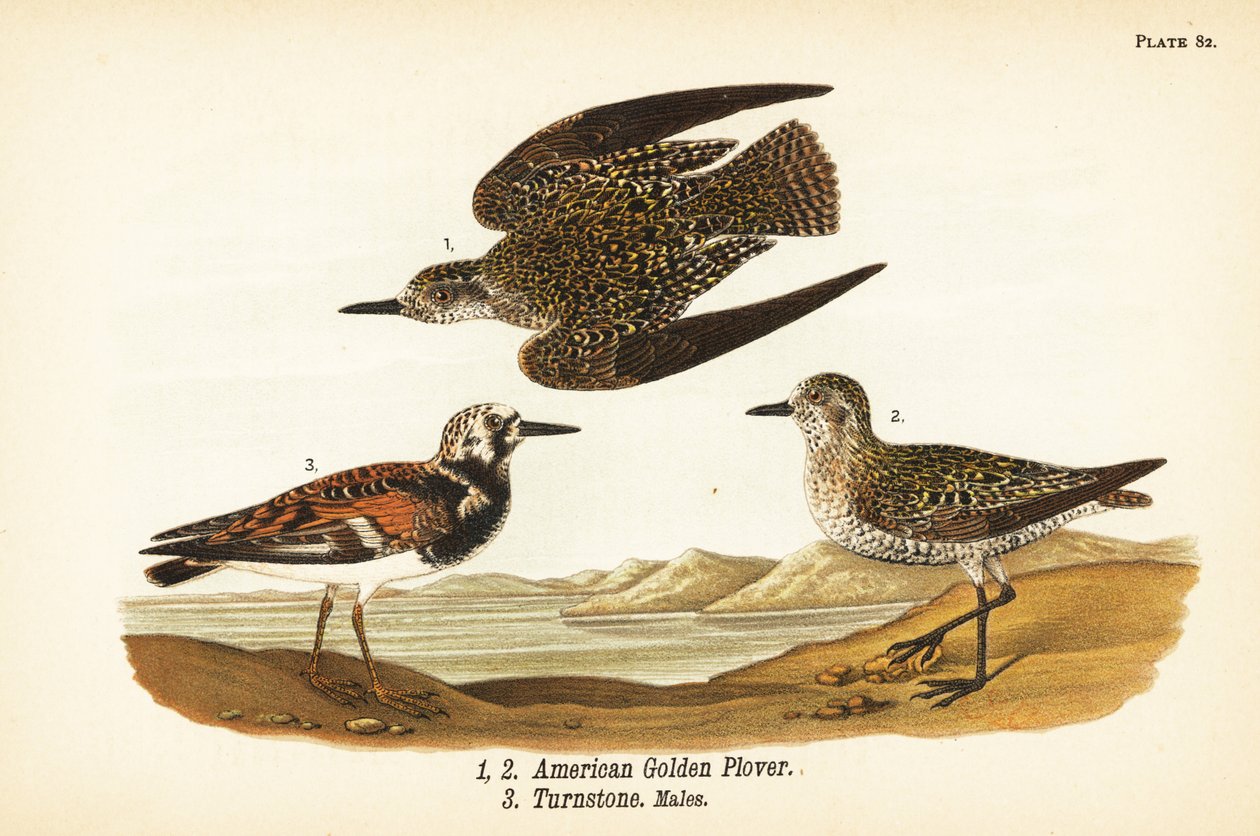 tarambola dourada americana, Pluvialis dominica 1,2, e ruddy turnstone, Arenaria interpres turnstone 3 de John James (after) Audubon