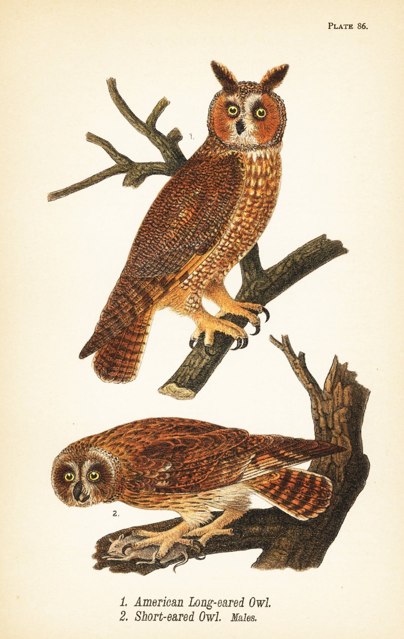 Coruja americana de orelhas longas, Asio otus 1, e coruja de orelhas curtas com presas, Asio flammeus 2, machos de John James (after) Audubon