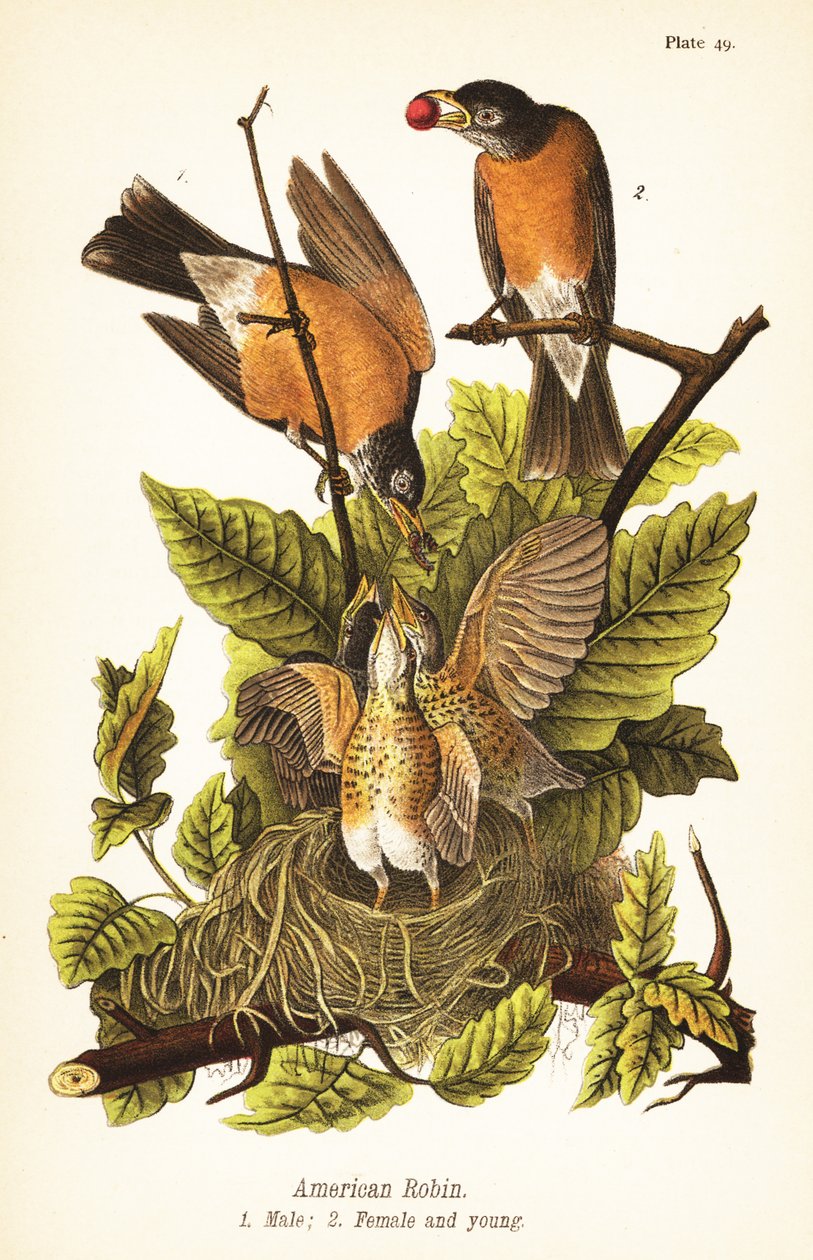Robin americano, Turdus migratorius, macho 1, fêmea 2 e jovens em ninho de John James (after) Audubon