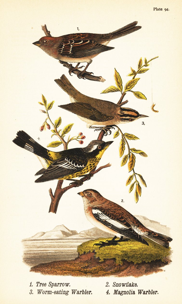 Pardal americano de árvores, Spizelloides arborea 1, floco de neve ou snowflake bunting, Plectrophenax nivalis 2, comedor de minhocas, Helmitheros vermivorum 3, e magnólia warbler, Setophaga magnolia 4 de John James (after) Audubon