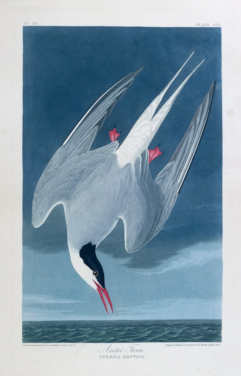 Andorinha-do-mar árctica, aves da América de John James (after) Audubon