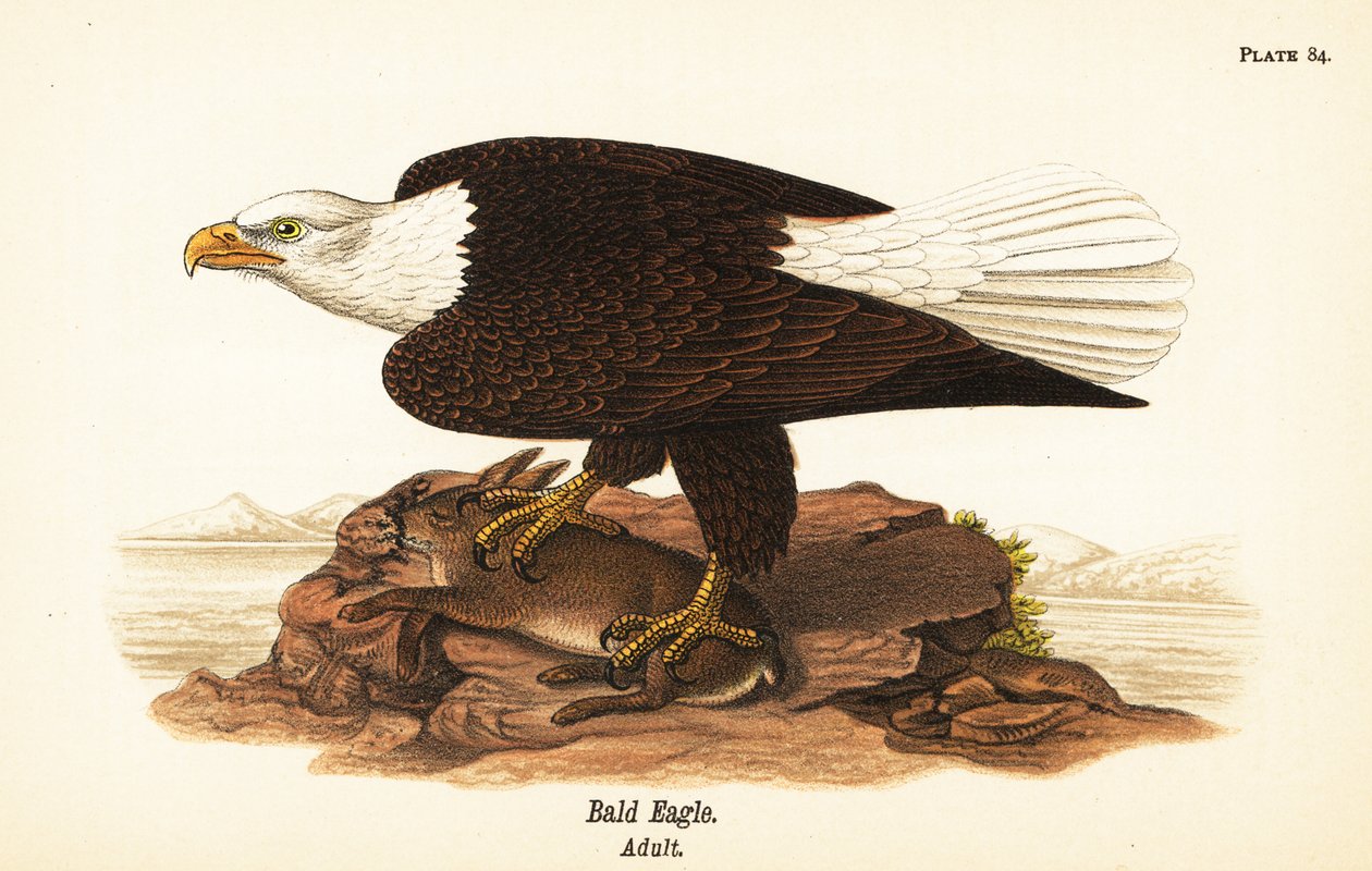 Águia careca, Haliaeetus leucocephalus, adulto com presa de coelho de John James (after) Audubon