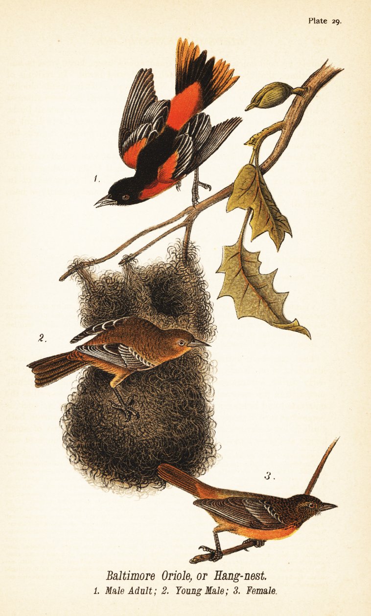 Baltimore oriole ou hang-nest, Icterus galbula de John James (after) Audubon