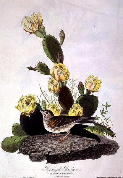 Bay-Wing Bunting, de 