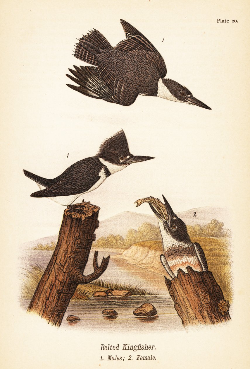 Cinto kingfisher, Megaceryle alcyon, machos 1, fêmeas 2 de John James (after) Audubon