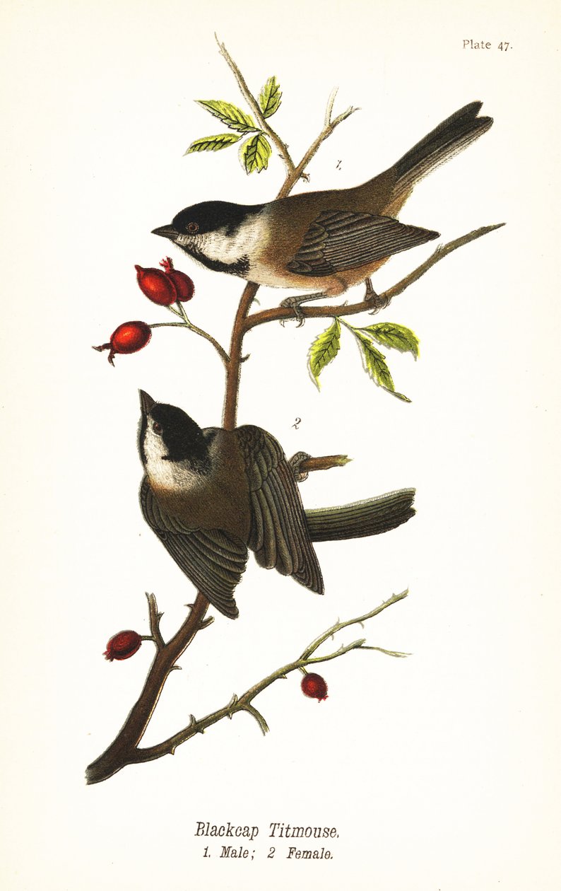 Poecile atricapillus, Poecile atricapillus, Poecile atricapillus de John James (after) Audubon