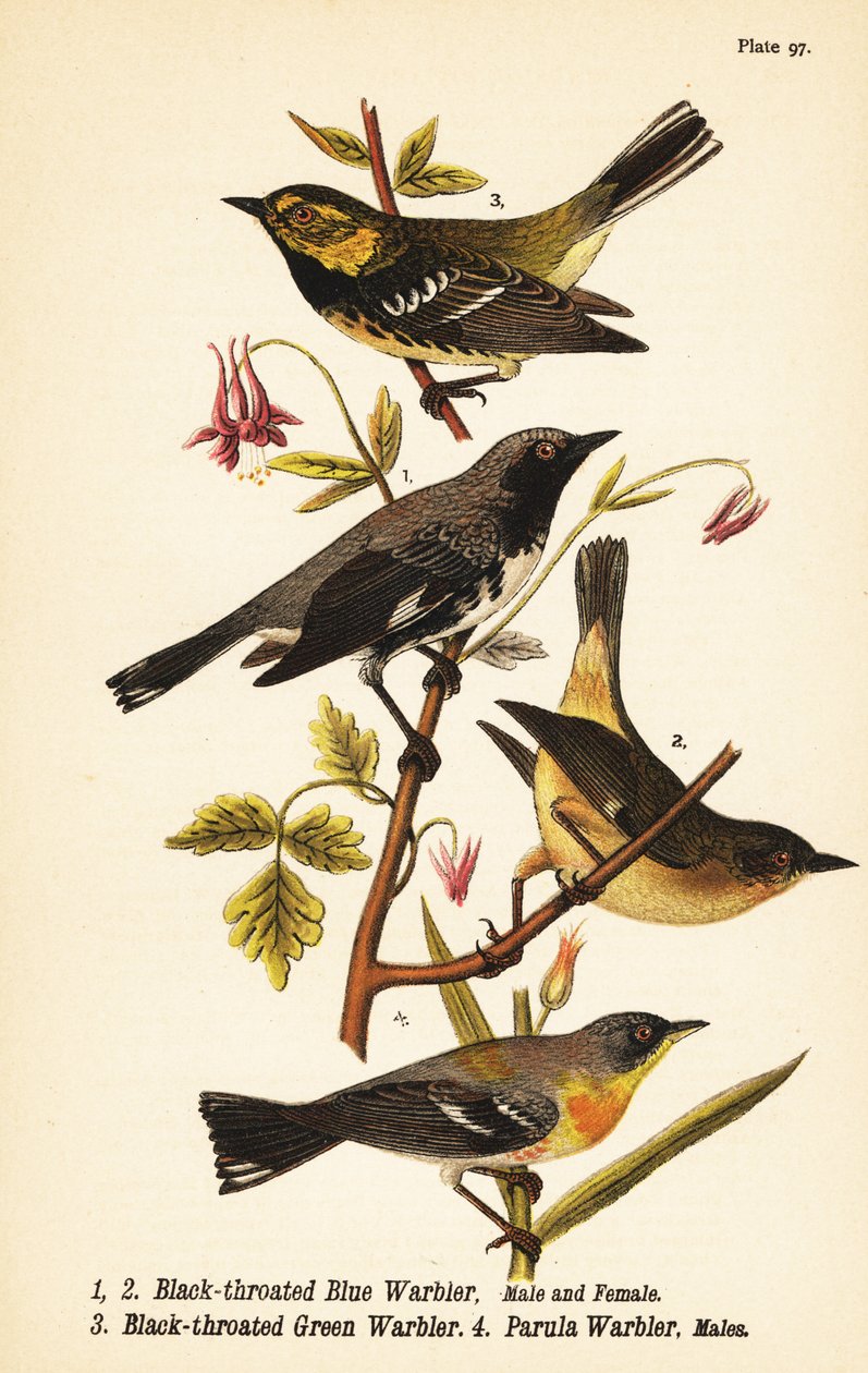 Garganta preta azul, Setophaga caerulescens 1,2, Garganta preta verde, Setophaga virens 3 e parula norte, Setophaga americana 4 de John James (after) Audubon
