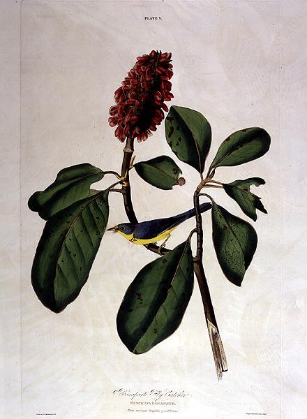 Bonaparte Fly Catcher, de 