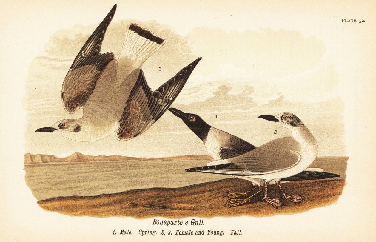 Gaivota de Bonaparte, Chroicocephalus philadelphia, mola 1 macho, 2 fêmeas e 3 jovens em plumagem de outono de John James (after) Audubon