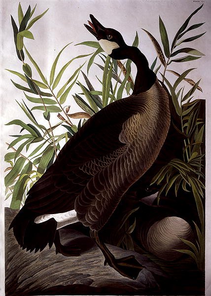 Canada Goose, de 