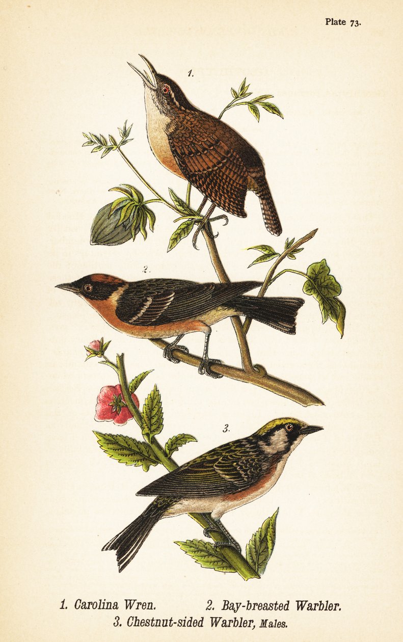 Carolina wren, Thryothorus ludovicianus 1, bay-breasted warbler, Setophaga castanea 2, chestnut-sided warbler, Setophaga pensylvanica 3 de John James (after) Audubon