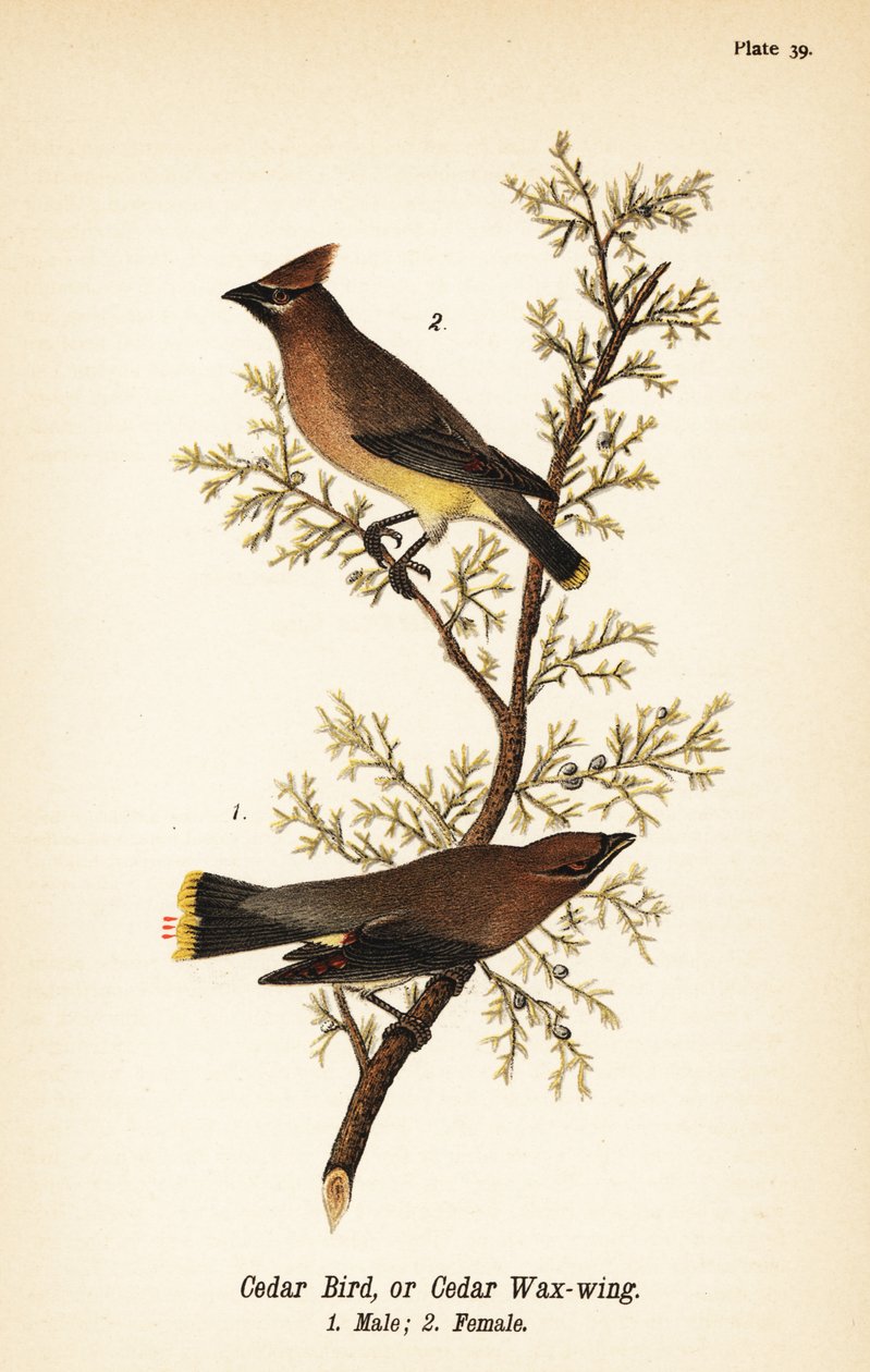 Asa de cera de cedro, Bombycilla cedrorum Ave de cedro ou asa de cera de cedro, macho 1, fêmea 2 de John James (after) Audubon