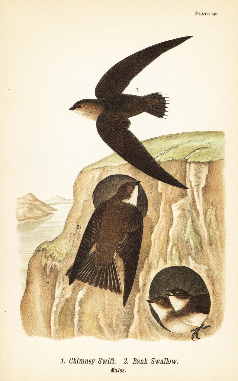 Chaminé rápida, Chaetura pelagica 1, andorinha-do-mar, Riparia riparia 2, machos de John James (after) Audubon
