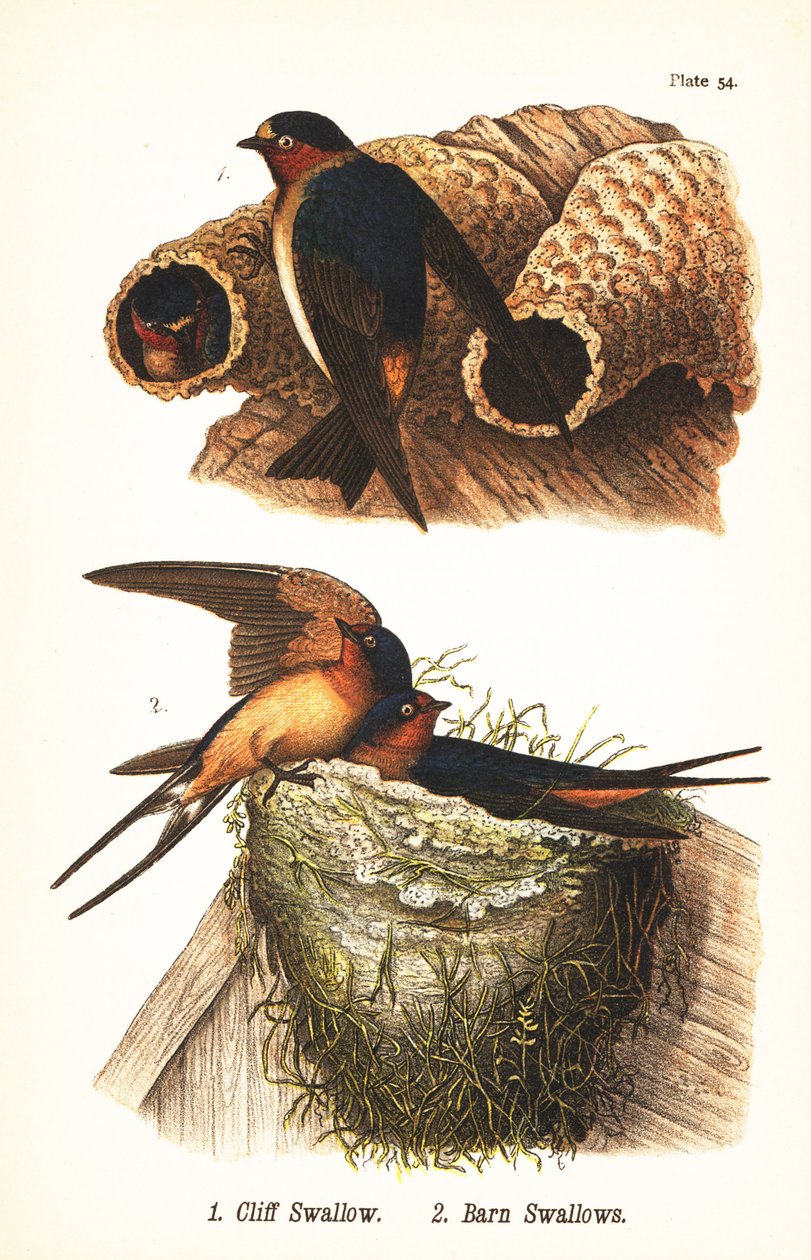 Andorinha-das-penhascos, Petrochelidon pyrrhonota 1, e andorinha-das-chaminés, Hirundo rustica 2 de John James (after) Audubon