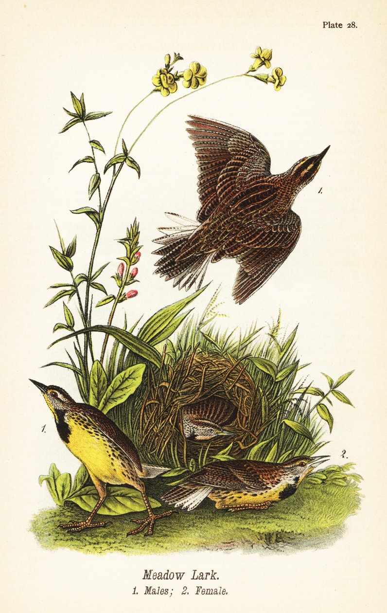 Meadowlark oriental, Sturnella magna de John James (after) Audubon