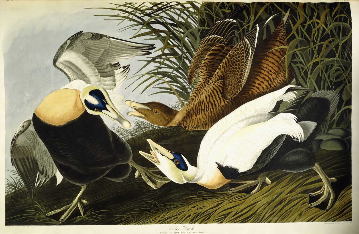 Pato Eider, Macho e Fêmea de John James (after) Audubon