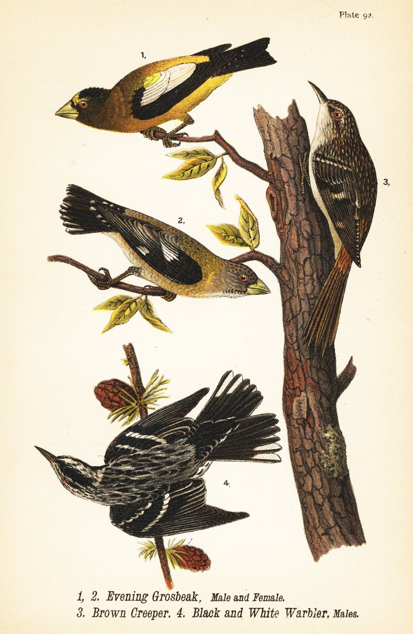 Evening grosbeak, Coccothraustes vespertinus 1,2, brown creeper, Certhia americana 3, e black and white warbler, Mniotilta varia 4 de John James (after) Audubon