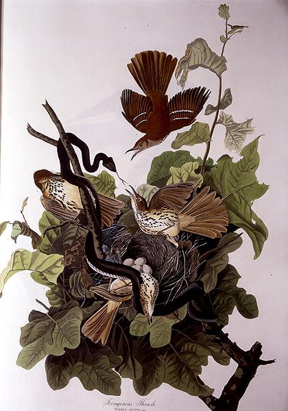Ferruginous Thrush, de 