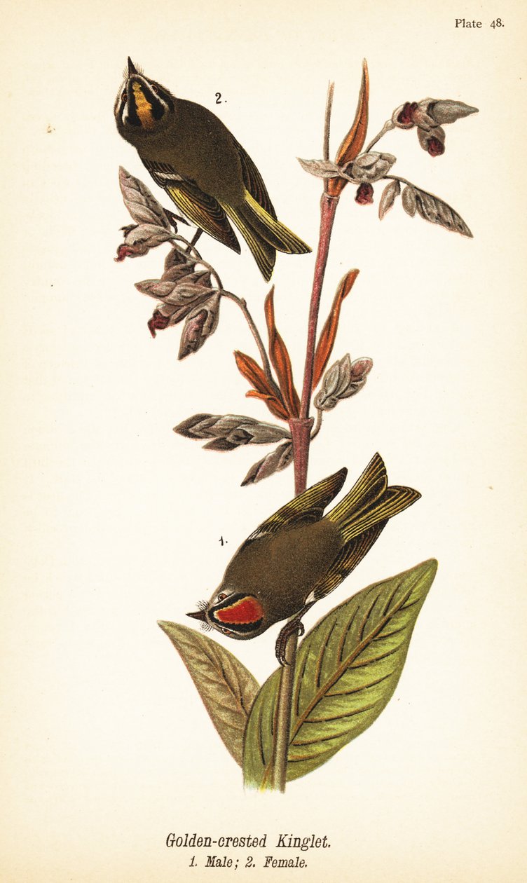 Reilet de coroas douradas, Regulus satrapa de John James (after) Audubon